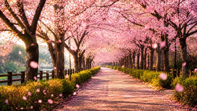 Cherry Blossom Path 4K UHD Wallpaper | Sakura Spring Nature Background 3840x2160 - Free Download