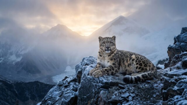 Snow Leopard on Mountain 4K Wallpaper | Misty Peak Ultra HD 3840x2160 - Free Download