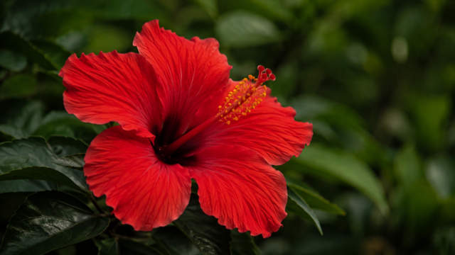 Red Hibiscus Flower Bloom Wallpaper 4K 3840x2160 - Free Download