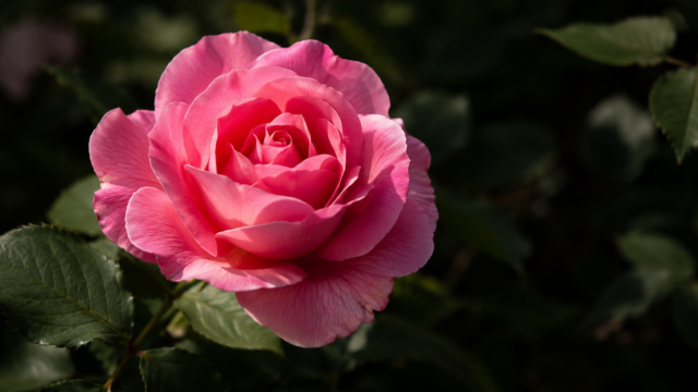 Blooming Pink Rose Flower Wallpaper 4K 3840x2160 - Free Download