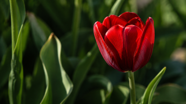 Vibrant Red Tulip Flower Wallpaper 4K 3840x2160 - Free Download