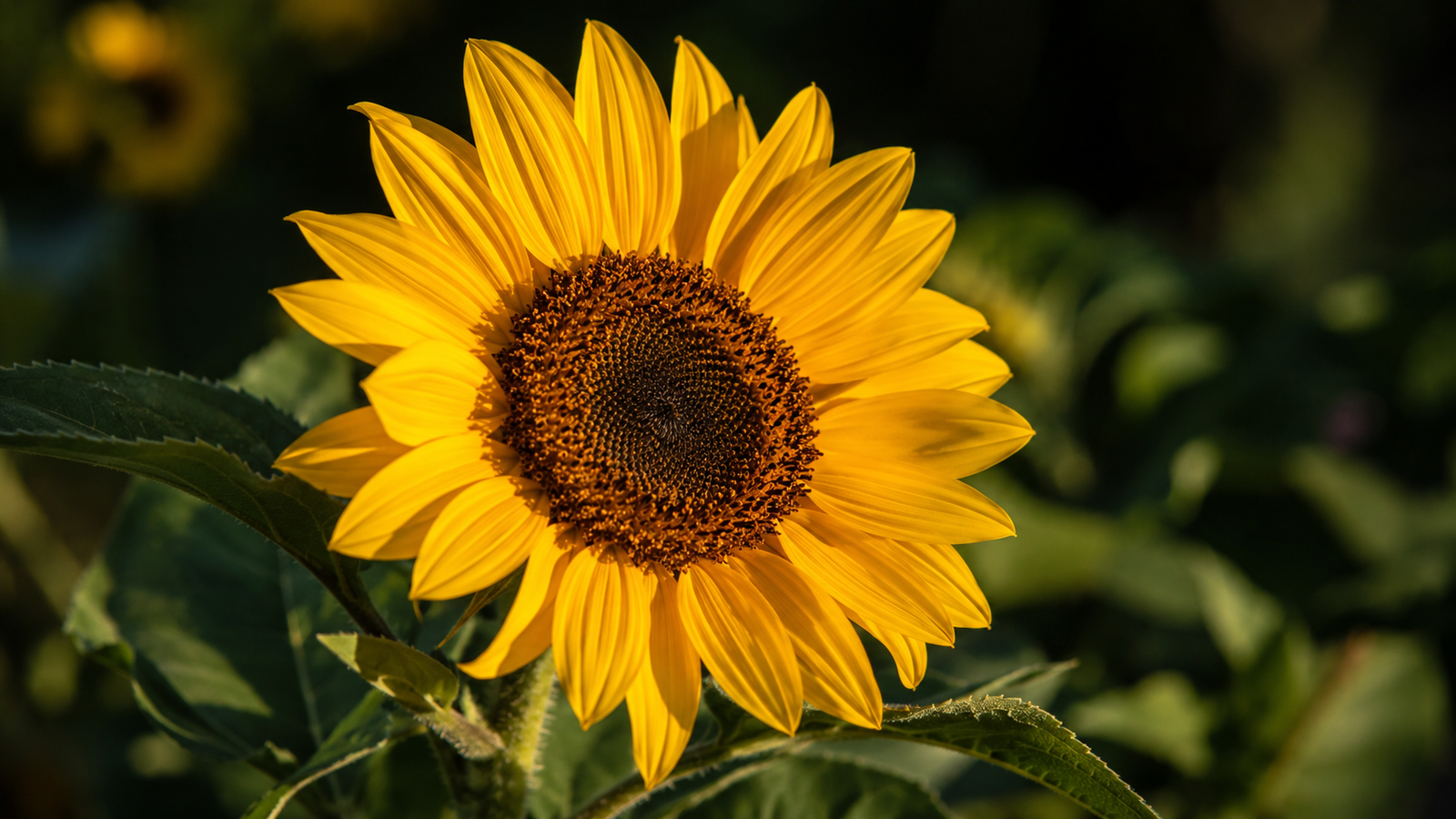 Vibrant Yellow Sunflower Bloom Wallpaper 4K - pixora4k.com