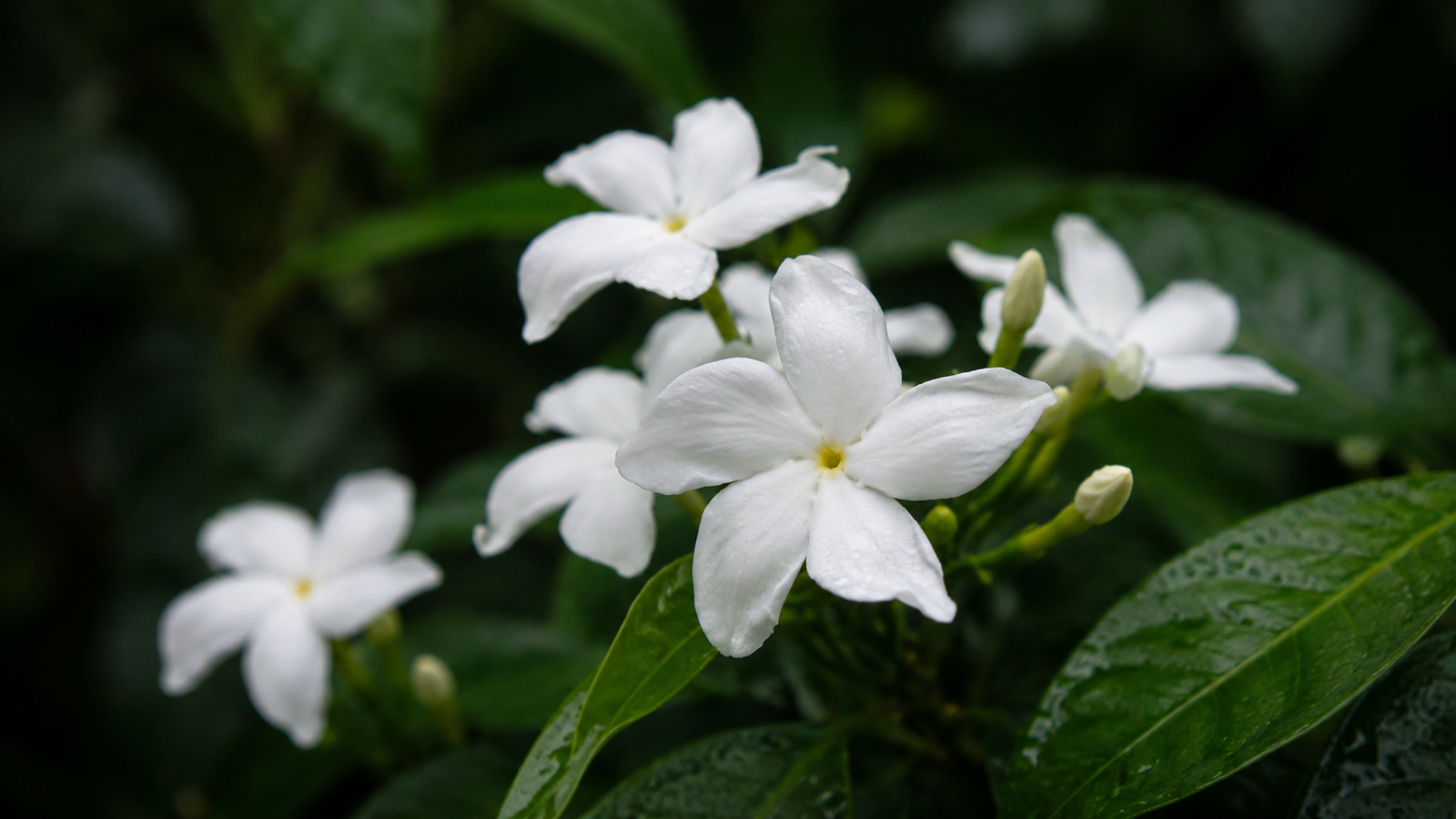 White Jasmine Flowers Morning Dew Wallpaper 4K - pixora4k.com