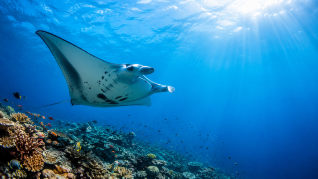 Majestic Manta Ray Underwater Coral Reef Wallpaper 3840x2160 - Free Download
