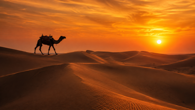 Camel Walking on Desert Sand Dunes Sunset Wallpaper 3840x2160 - Free Download