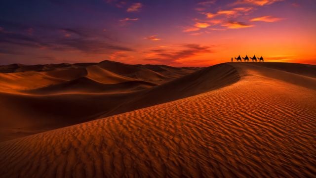 Desert Sand Dunes Camel Caravan Sunset Wallpaper 4K 3840x2160 - Free Download